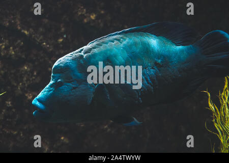 Blue Napoleon Wrasse swimming in ocean aquarium tank aqua world in Phu Quoc, Vietnam Stock Photo