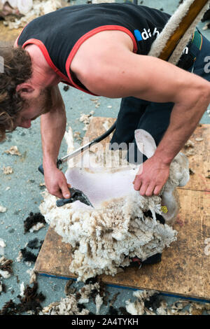 Savognin, GR / Switzerland, - 12 October, 2019: A detailed view of a shepherd shearing his sheep for the wool Stock Photo