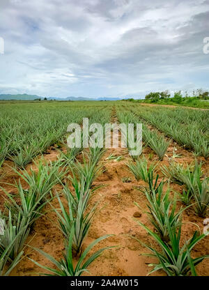 Pineapple plantation. Landscape pineapple farm and mountain. Plnat cultivation. Growing pineapple in organic farm. Argiculture industry. Green Stock Photo