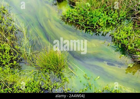 Detail of a small waterstream in boreal forest, Newfoundland & Labrador, Canada Stock Photo