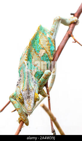 Green chameleon close-up on a white background