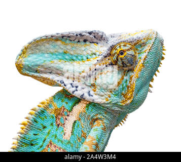 chameleon head carved on a white background Stock Photo