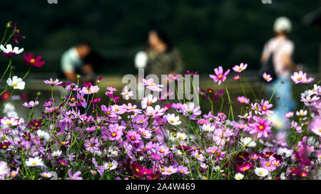 Sanjiang, China's Guangxi Zhuang Autonomous Region. 15th Oct, 2019. Tourists enjoy the scenery of galsang flowers in Chengyangbazhai Village of Sanjiang Dong Autonomous County, south China's Guangxi Zhuang Autonomous Region, Oct. 15, 2019. Credit: Zhang Ailin/Xinhua/Alamy Live News Stock Photo