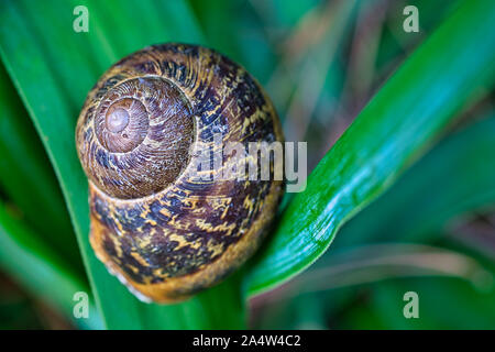 Snail shell on green leaves background, close-up image Stock Photo