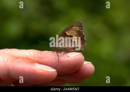 Meadow Brown Butterfly, Maniola jurtina, The Larches, Kent Wildlife Trust, UK, resting on finger, underside of wings, woodland Stock Photo