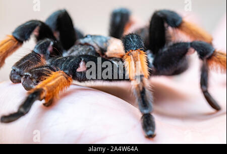 hairy tarantula spider on a light background close-up