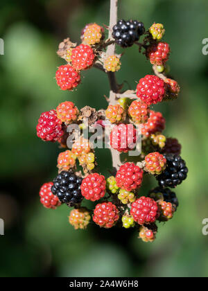 Wild Ripening Blackberries, Rubus species, Kent, UK Stock Photo
