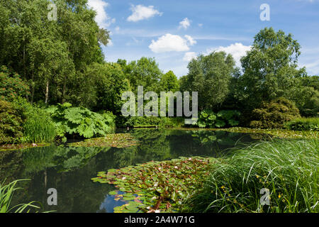 The lake at RHS Rosemoor garden in summer near Great Torrington, Devon, England. Stock Photo