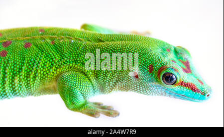 Madagascar gecko head close-up on a white background Stock Photo