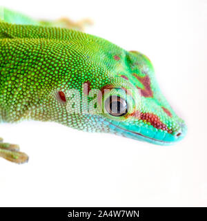 Madagascar gecko head close-up on a white background Stock Photo