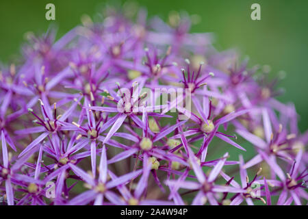 Close-up of a Persian onion or Star of Persia (Allium cristophii) flower. Stock Photo