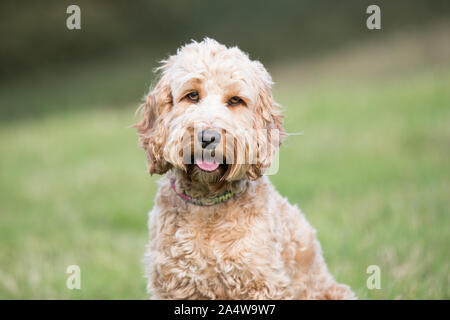 Cockapoo headshot Stock Photo