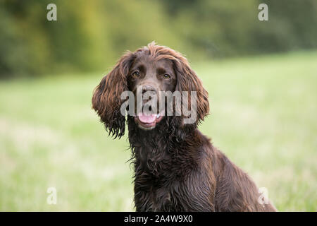 Cocker Spaniel headshot Stock Photo