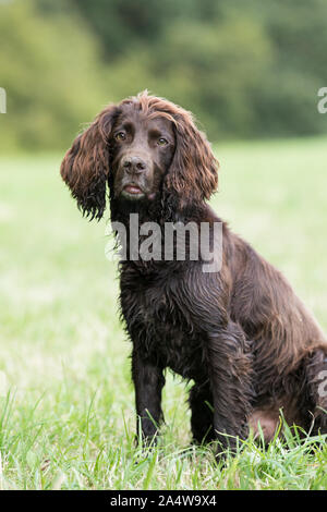 Cocker spaniel sitting Stock Photo
