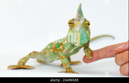 green chameleon on a girls hand on a white background Stock Photo
