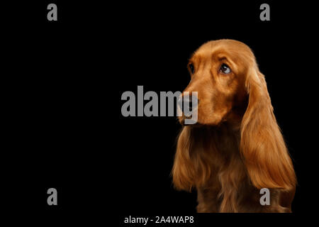 Sad Portrait of Red English Cocker Spaniel Dog looking at side on isolated black background Stock Photo