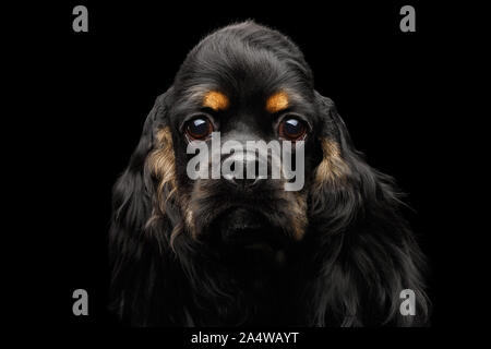 Close-up portrait of english cocker spaniel dog with furry ears looking in camera on isolated black background, front view Stock Photo