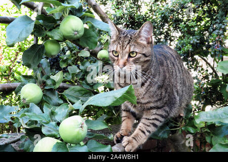 tabby cat in an apple tree Stock Photo