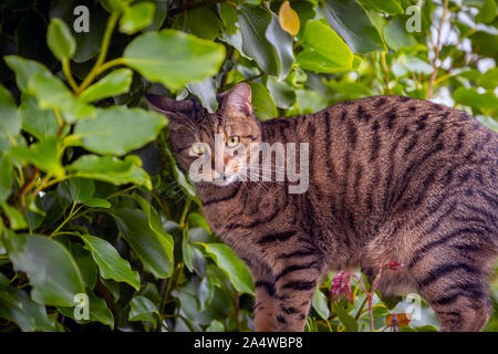 tabby cat in an apple tree Stock Photo