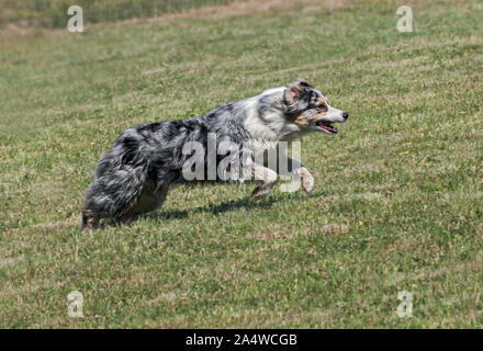 blue merle aussie australian shepherd joyfully running at top speed in a mowed green pasture Stock Photo