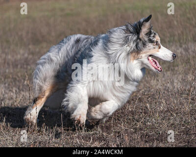 action closeup of a happy blue merle aussie australian shepherd turning sharply and quickly while chasing a fake rabbit in a dry winter pasture Stock Photo