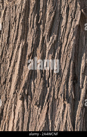 closeup detail of the deeply texured bark on the trunk of a silky oak tree Grevillea robusta showing the intricate texture and pattern Stock Photo