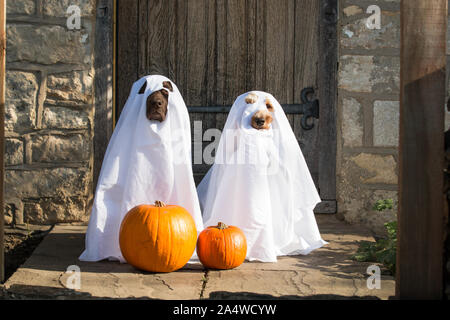 Dogs dressed as ghosts Stock Photo