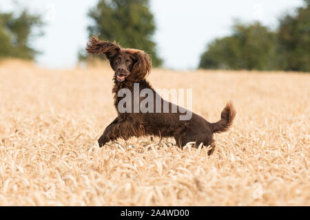 Brown dog jumping through field Stock Photo
