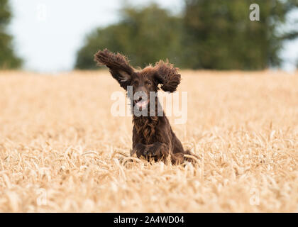 Brown spaniel jumping in a field Stock Photo