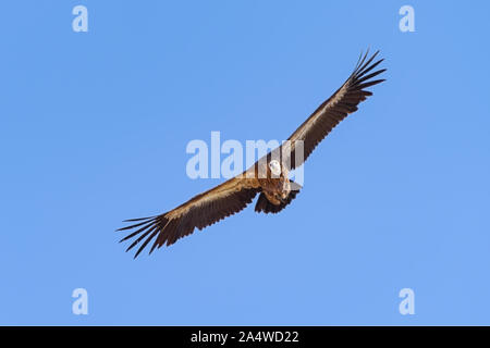 Griffon vulture (Gyps fulvus), a bird of prey, also known as the Eurasian griffon, flying in blue sky, Crete Stock Photo