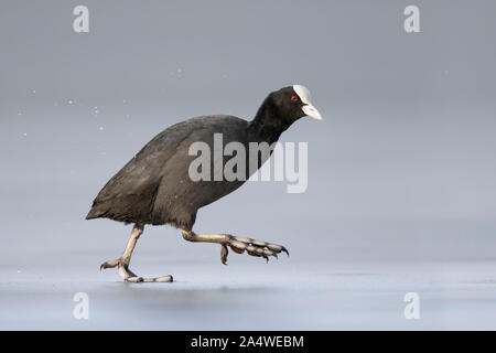 Adult Eurasian Coot (Fulica atra) running on the ice at a urban pond in winter Stock Photo