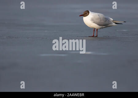 Adult Black-headed Gull (Chroicocephalus ridibundus) standing and resting on the ice on an urban lake in Stockholm, Sweden. Stock Photo