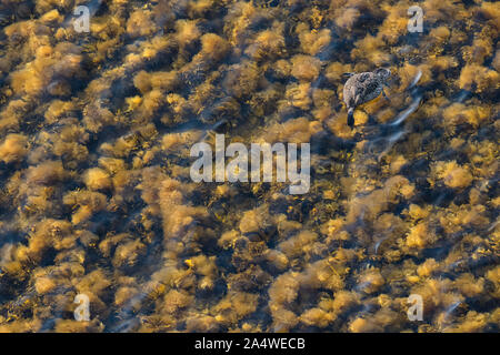 Adult female Common Eider (Somateria mollissima) feeding on crayfish among the seaweed. Take in summer from on top of a cliff looking over the ocean. Stock Photo