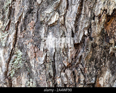 natural texture - uneven bark on old trunk of apple tree close up Stock Photo