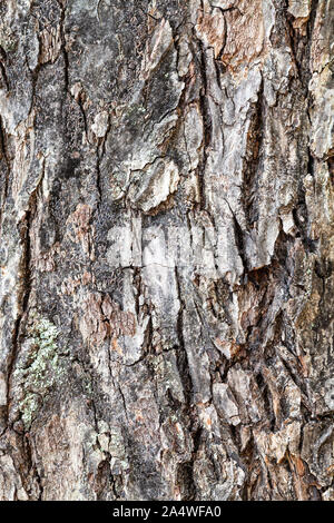 natural texture - rough bark on old trunk of apple tree close up Stock Photo