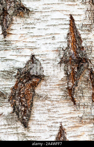 natural texture - uneven bark on trunk of birch tree (betula pendula) close up Stock Photo