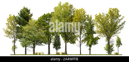 Cutout tree line. Green trees isolated on white background. Forestcape in summer. High quality clipping mask for professional composition. Stock Photo