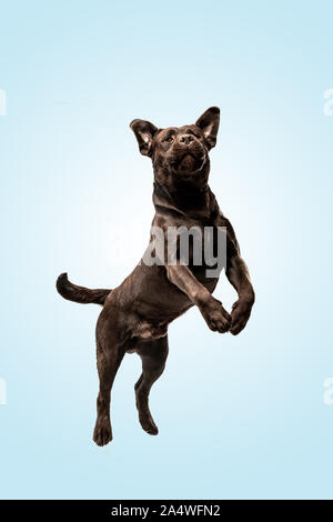 How High Can a Labrador Retriever Jump  