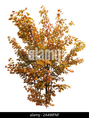 Cutout wild plant. Bush of leafy branches. Foliage of maple shrub isolated on white background.. Colorful plant in autumn . High quality clipping mask. Stock Photo