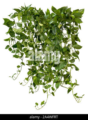 Cutout jungle vIne. Ivy with green foliage. Climbing plant isolated on white background. High quality wild vines leaves for professional composition. Stock Photo