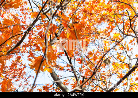 tangled branches with orange leaves of Red Oak tree on sunny autumn day Stock Photo