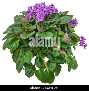 Cutout african violet. Flower hedge isolated on white background. Bouquet of pink flowers for landscaping or garden design. High quality clipping mask Stock Photo