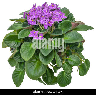 Cutout african violet. Flower hedge isolated on white background. Bouquet of pink flowers for landscaping or garden design. High quality clipping mask Stock Photo