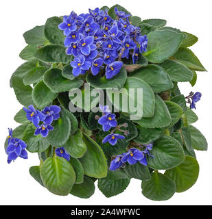 Cutout african violet. Flower hedge isolated on white background. Bouquet of blue flowers for landscaping or garden design. High quality clipping mask Stock Photo