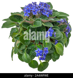 Cutout african violet. Flower hedge isolated on white background. Bouquet of blue flowers for landscaping or garden design. High quality clipping mask Stock Photo