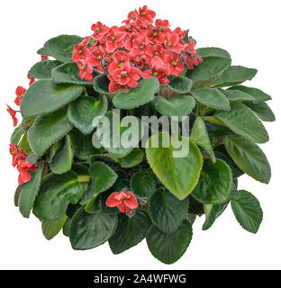 Cutout african violet. Flower hedge isolated on white background. Bouquet of red flowers for landscaping or garden design. High quality clipping mask Stock Photo