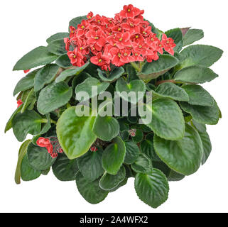 Cutout african violet. Flower hedge isolated on white background. Bouquet of red flowers for landscaping or garden design. High quality clipping mask Stock Photo