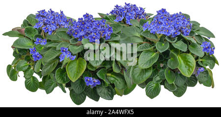 Cutout african violet. Flower hedge isolated on white background. Bouquet of blue flowers for landscaping or garden design. High quality clipping mask Stock Photo