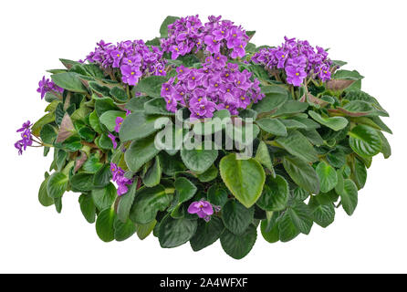 Cutout african violet. Flower hedge isolated on white background. Bouquet of pink flowers for landscaping or garden design. High quality clipping mask Stock Photo