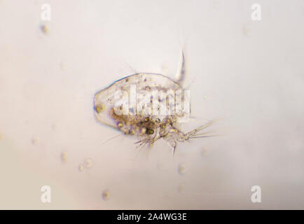 Ostracods, or ostracodes, are a class of the Crustacea (class Ostracoda), sometimes known as seed shrimp.70,000 species Stock Photo